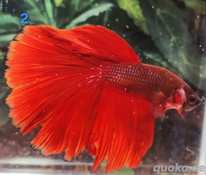 Kampffisch Männchen Betta splendens Halfmoon 