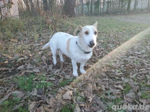 Berta  , kleine Mischlingshündin 