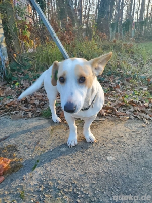 Berta  , kleine Mischlingshündin 