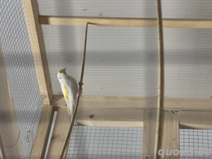 Stieglitz Major Satinet 