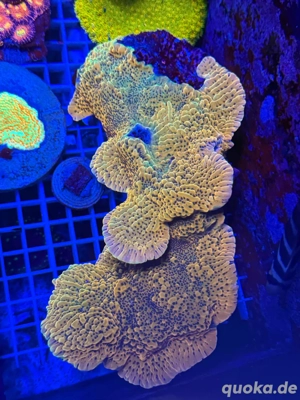 XL Muttertiere Korallen Ableger 