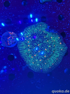 XL Muttertiere Korallen Ableger 