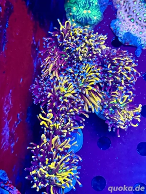 Euphyllia Hellfire Meerwasser Korallen Ableger Frags Lps Bild 2