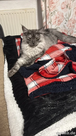 reinrassige Maine Coon dame