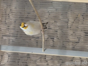 Stieglitz Major Eumo