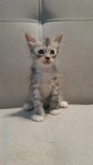 maine Coon Kitten mit Stammbaum 