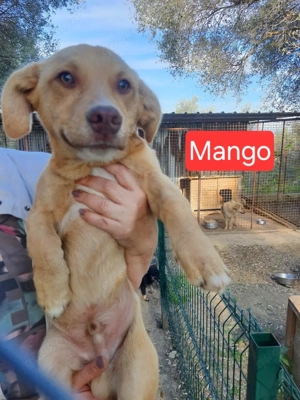 Mango - einfach nur bezaubernd, sucht nach dem Glück