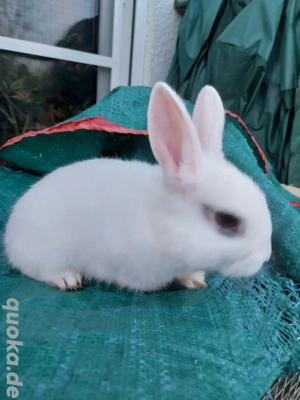 Junge Kaninchen