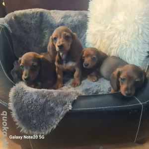 Zwergdackel Welpen in kurzhaar ab sofort 