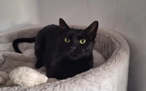 Schönheit Luci sucht Geborgenheit