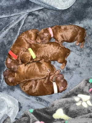   Exklusive Toy Pudel Welpen in Red-Braun   Premium-Linie    Wir bieten wunderschöne Toy Poodle Welp