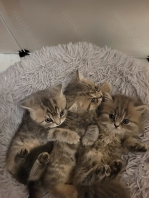 3 Bkh 3 Monaten suchen eine liebevolle Familie