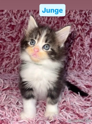 Wunderschöne Maine Coon Babys, die Ihr Herz erobern!