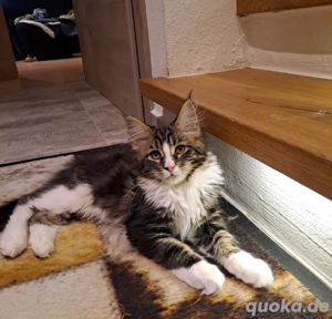 Maine Coon Kitten