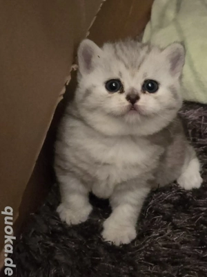 BKH Silver Tabbys ab Januar Februar 