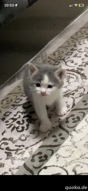 Die Babykatze ist aktuell 1 Monat alt und kann ab Januar abgegeben werden.