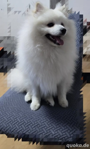 Pomerania 8 Monate alt Rüde Bild 2