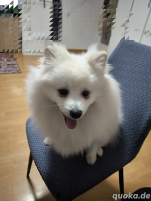 Pomerania 8 Monate alt Rüde Bild 3