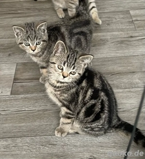 BKH Tabby Kitten, Katzenbabys 