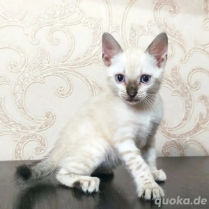 Exklusive Bengal-Kätzchen   400  