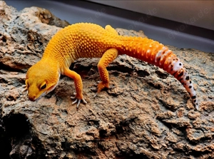 Leopardgecko Nachzuchten 