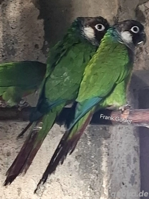 Salvadori Weißohrsittiche  Pyrrhura leucotis griseipectus Bild 3