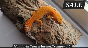 Leopardgecko Nachzuchten 