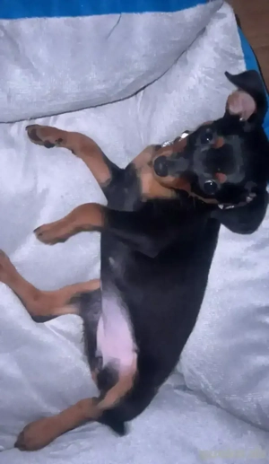kleine Prinzessin, Zwergpinscher, Mini sucht Liebes, volles zu Hause