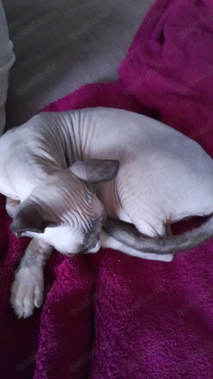 Sphynx Katze 1 1 2 Jahre  abzugeben 