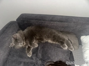 Luna sucht ein neues Zuhause