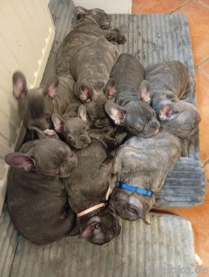 Französische Bulldogge 