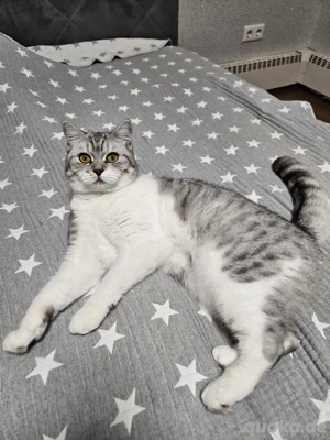 Britisch-Kurzhaar Katze