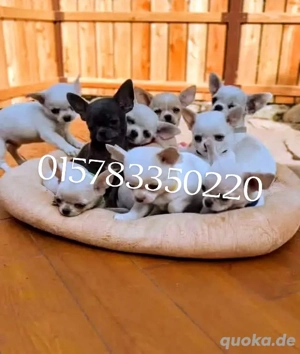 Auf der Suche nach einem dauerhaften Zuhause für Chihuahua-Welpen. 