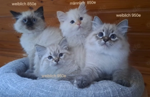 Neva masquarade mit Stammbaum sibirische katze