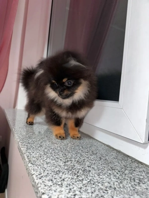 Wunderschöner Mini-spitz sucht neues zuhause 