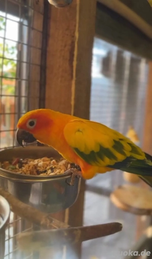 Sonnensittich Hahn abzugeben 