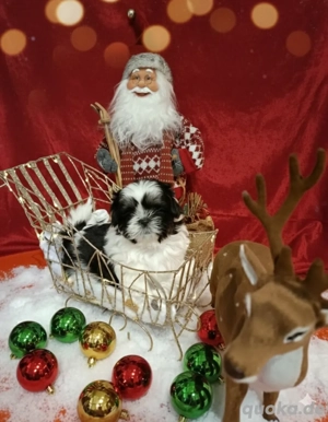 shih tzu welpen 