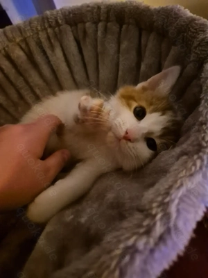 Kleiner Simba sucht sein Zuhause  