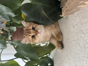 Britisches Langhaar Katerchen long hair british cat