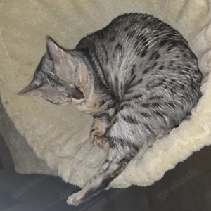 Reinrassige Bengal Katze 