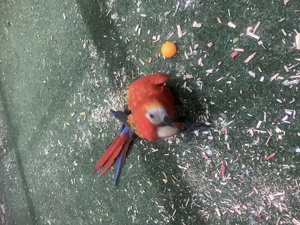 Aras zu verkaufen  Bild 3