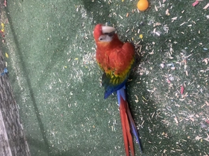 Aras zu verkaufen  Bild 5