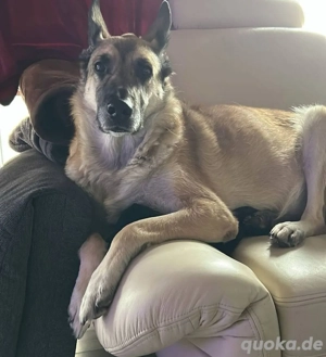  8jährige Belgische Schäferhündin -Weißer Schäferhund mix .