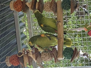 Amazonen Papageien zu verkaufen mit Käfig 