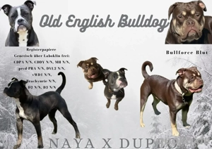 Old English Bulldog Wurfankündigung 01 26