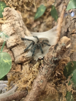 Caribena versicolor ca.2,5-3cm KL mit Terrarium