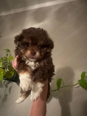 Chihuahua Zwergspitzwelpen