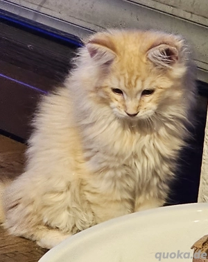 Main Coon Kitten ohne Stammbaum 