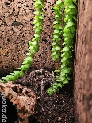 Verschiedene Vogelspinnen 