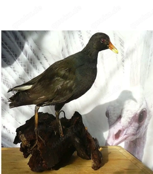 Schönes Präparat von einem Teichhuhn (Gallinula chloropus)